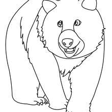 Big Bear coloring page - Coloring page - ANIMAL coloring pages - WILD ANIMAL coloring pages - FOREST ANIMALS coloring pages - BEAR coloring pages - BEARS coloring pages