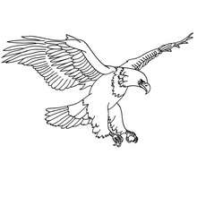 Eagle printable - Coloring page - ANIMAL coloring pages - BIRD coloring pages - EAGLE coloring pages