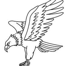 Eagle picture to color - Coloring page - ANIMAL coloring pages - BIRD coloring pages - EAGLE coloring pages