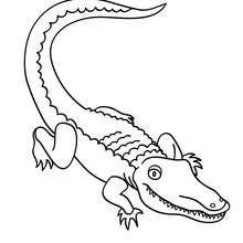 Alligator coloring page - Coloring page - ANIMAL coloring pages - REPTILE coloring pages - ALLIGATOR coloring pages