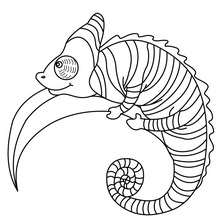 Chameleon to color in - Coloring page - ANIMAL coloring pages - REPTILE coloring pages - CHAMELEON coloring pages