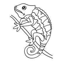 Chameleon picture to color - Coloring page - ANIMAL coloring pages - REPTILE coloring pages - CHAMELEON coloring pages