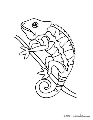 Chameleon picture coloring pages - Hellokids.com