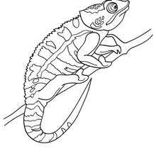 Chameleon online coloring - Coloring page - ANIMAL coloring pages - REPTILE coloring pages - CHAMELEON coloring pages