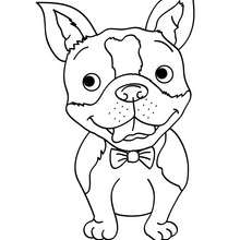 Smiling Dog coloring page - Coloring page - ANIMAL coloring pages - PET coloring pages - DOG coloring pages - Free DOG coloring pages