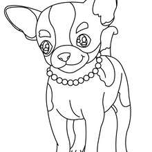 Chihuahua coloring page - Coloring page - ANIMAL coloring pages - PET coloring pages - DOG coloring pages - CHIHUAHUA coloring pages