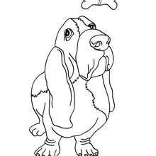 Basset Dog coloring page - Coloring page - ANIMAL coloring pages - PET coloring pages - DOG coloring pages - BASSET HOUND coloring pages