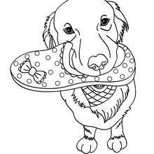 Labrador coloring page - Coloring page - ANIMAL coloring pages - PET coloring pages - DOG coloring pages - LABRADOR coloring pages