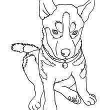 Husky coloring page - Coloring page - ANIMAL coloring pages - PET coloring pages - DOG coloring pages - HUSKY DOG coloring pages