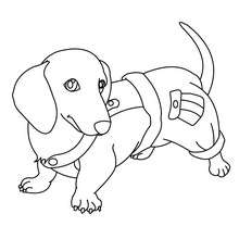 Dachshund Puppy coloring page - Coloring page - ANIMAL coloring pages - PET coloring pages - DOG coloring pages - DACHSHUND coloring pages
