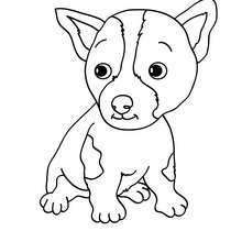 Puppy coloring page - Coloring page - ANIMAL coloring pages - PET coloring pages - DOG coloring pages - Free DOG coloring pages