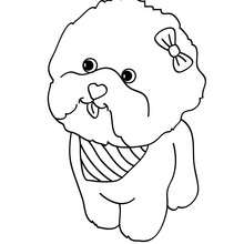 Maltese Dog Puppy coloring page - Coloring page - ANIMAL coloring pages - PET coloring pages - DOG coloring pages - MALTESE coloring pages