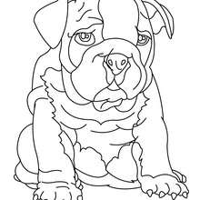 Bulldog to color in - Coloring page - ANIMAL coloring pages - PET coloring pages - DOG coloring pages - BULLDOG coloring pages