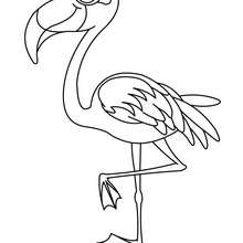 Flamingo to color in - Coloring page - ANIMAL coloring pages - BIRD coloring pages - FLAMINGO coloring pages
