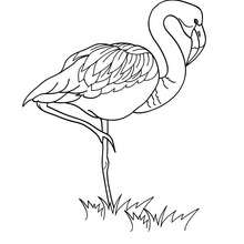 Flamingo picture to color - Coloring page - ANIMAL coloring pages - BIRD coloring pages - FLAMINGO coloring pages