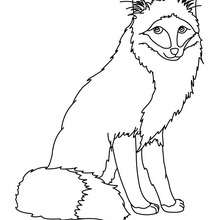 Fox to color in - Coloring page - ANIMAL coloring pages - WILD ANIMAL coloring pages - FOREST ANIMALS coloring pages - FOX coloring pages
