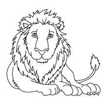 Lion coloring page - Coloring page - ANIMAL coloring pages - WILD ANIMAL coloring pages - AFRICAN ANIMALS coloring pages - LION coloring pages