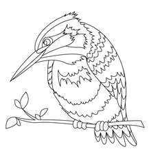 Common kingfisher coloring page - Coloring page - ANIMAL coloring pages - BIRD coloring pages - COMMON KINGFISHER coloring pages