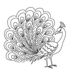 Peacock coloring page - Coloring page - ANIMAL coloring pages - BIRD coloring pages - PEAFOWL coloring pages