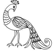Cute peafowl coloring page - Coloring page - ANIMAL coloring pages - BIRD coloring pages - PEAFOWL coloring pages