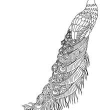 Peafowl to color in - Coloring page - ANIMAL coloring pages - BIRD coloring pages - PEAFOWL coloring pages
