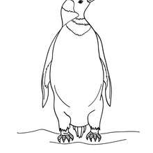 Penguin online coloring - Coloring page - ANIMAL coloring pages - BIRD coloring pages - PENGUIN coloring pages