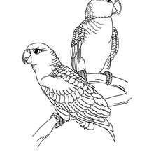 Parrot picture coloring page
