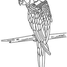 Parrot online coloring - Coloring page - ANIMAL coloring pages - BIRD coloring pages - PARROT coloring pages
