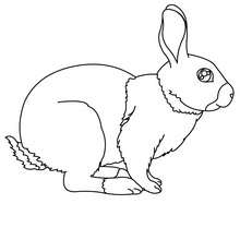 Rabbit coloring page - Coloring page - ANIMAL coloring pages - FARM ANIMAL coloring pages - RABBIT coloring pages
