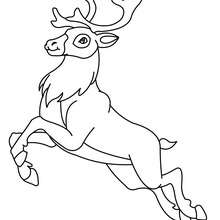 Reindeer coloring page - Coloring page - ANIMAL coloring pages - WILD ANIMAL coloring pages - FOREST ANIMALS coloring pages - REINDEER coloring pages