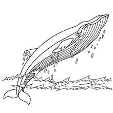 Humpback whale coloring page - Coloring page - ANIMAL coloring pages - SEA ANIMALS coloring pages - WHALE coloring pages