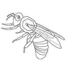 Bee to color in - Coloring page - ANIMAL coloring pages - INSECT coloring pages - BEE coloring pages
