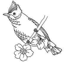 Bird to color in - Coloring page - ANIMAL coloring pages - BIRD coloring pages - BIRDS coloring pages