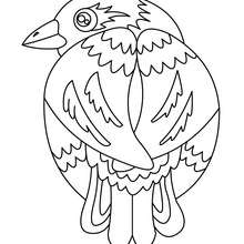 Colorful Bird coloring page