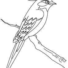 cute flying bird coloring page