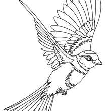 Flying bird coloring page