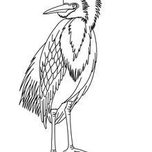 Heron online coloring - Coloring page - ANIMAL coloring pages - BIRD coloring pages - HERON coloring pages