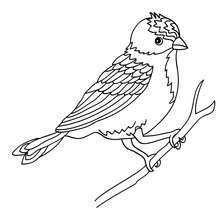 Bird sitting on a branch coloring page