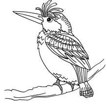 Woodpecker coloring page - Coloring page - ANIMAL coloring pages - BIRD coloring pages - WOODPECKER coloring pages