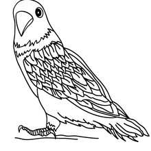 Parakeet online coloring - Coloring page - ANIMAL coloring pages - BIRD coloring pages - PARAKEET coloring pages