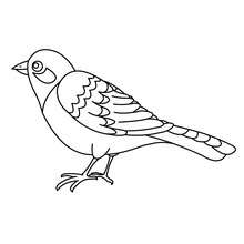 Nightingale to color in - Coloring page - ANIMAL coloring pages - BIRD coloring pages - NIGHTINGALE coloring pages