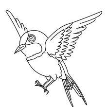 Sparrow online coloring - Coloring page - ANIMAL coloring pages - BIRD coloring pages - SPARROW coloring pages