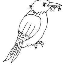 Common Kingfisher online coloring - Coloring page - ANIMAL coloring pages - BIRD coloring pages - COMMON KINGFISHER coloring pages