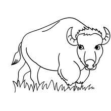 Bison coloring page - Coloring page - ANIMAL coloring pages - WILD ANIMAL coloring pages - FOREST ANIMALS coloring pages - BISON coloring pages