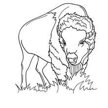 Bison to color in - Coloring page - ANIMAL coloring pages - WILD ANIMAL coloring pages - FOREST ANIMALS coloring pages - BISON coloring pages