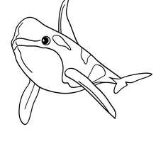 Bottlenose Dolphin coloring page
