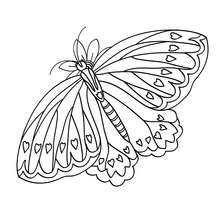 Butterfly online coloring - Coloring page - ANIMAL coloring pages - INSECT coloring pages - BUTTERFLY coloring pages