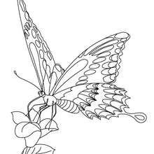 Monarch butterfly online coloring - Coloring page - ANIMAL coloring pages - INSECT coloring pages - BUTTERFLY coloring pages - MONARCH BUTTERFLY coloring pages