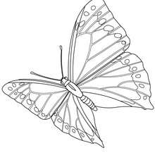 Butterfly online coloring - Coloring page - ANIMAL coloring pages - INSECT coloring pages - BUTTERFLY coloring pages