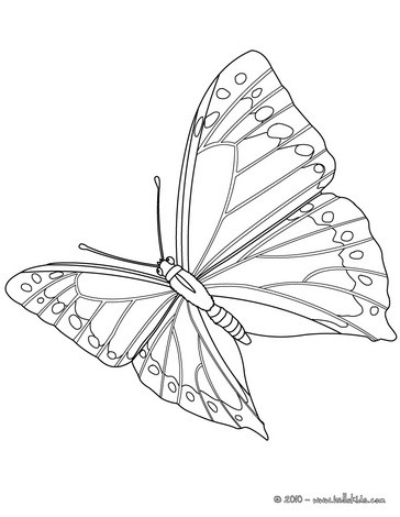 Gulf butterfly coloring pages - Hellokids.com